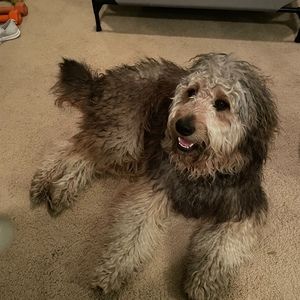 Meet your Posher, Susan